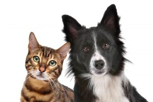 Got Pets? Keep Your Hearing Aids Safe When You Aren't Wearing Them